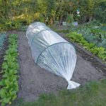 Nature Husa de plante, 4×6 m, 200µ, transparent