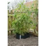 Nature Folie barieră împotriva rădăcinilor negru 0,7 x 5m HDPE 6030227