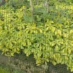 419764 Nature Garden Screen Square Mesh 5×5 mm 1×3 m Green