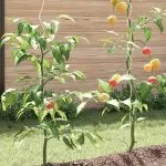 Spirale pentru suport plante, 50 buc., 170 cm, oțel galvanizat