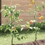 Spirale pentru suport plante, 50 buc, 110 cm, oțel galvanizat