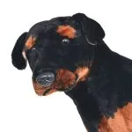 Jucărie de pluș câine rottweiler, negru și maro, XXL